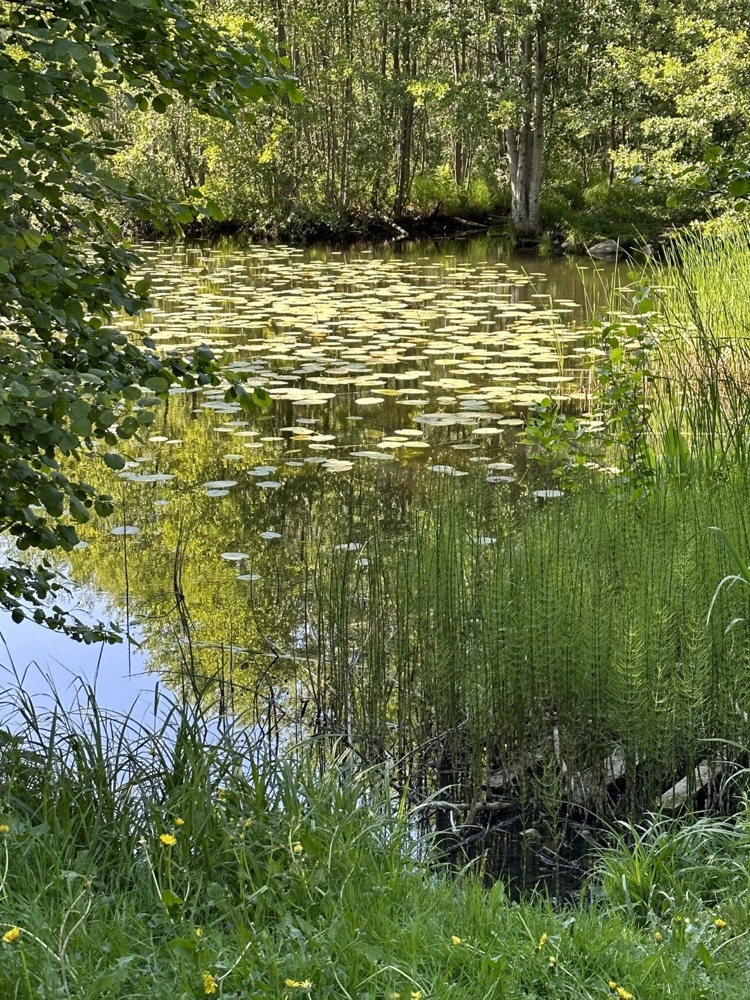 Kottla2 (Large).JPEG