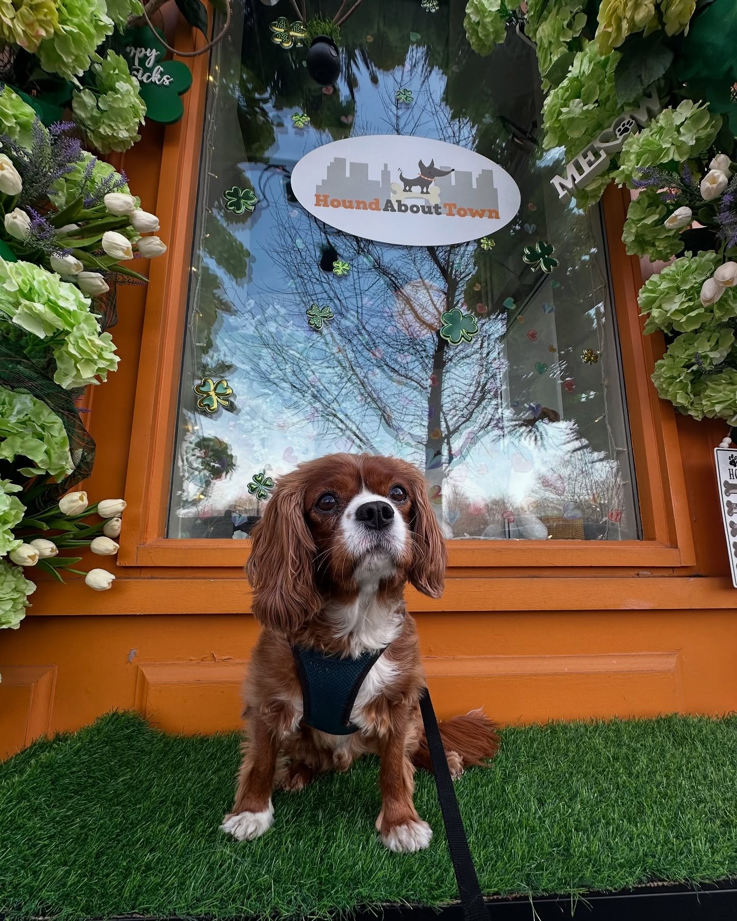 An early afternoon trip to our favorite place @houndabouttown where Wolfie gave away secrets in exchange for treats 🤫 Pascal wanted in on the juicy goss 😄 Angel, you&rsquo;re THE best and make every visit so special for our pups 🌟 #shopjerseycity