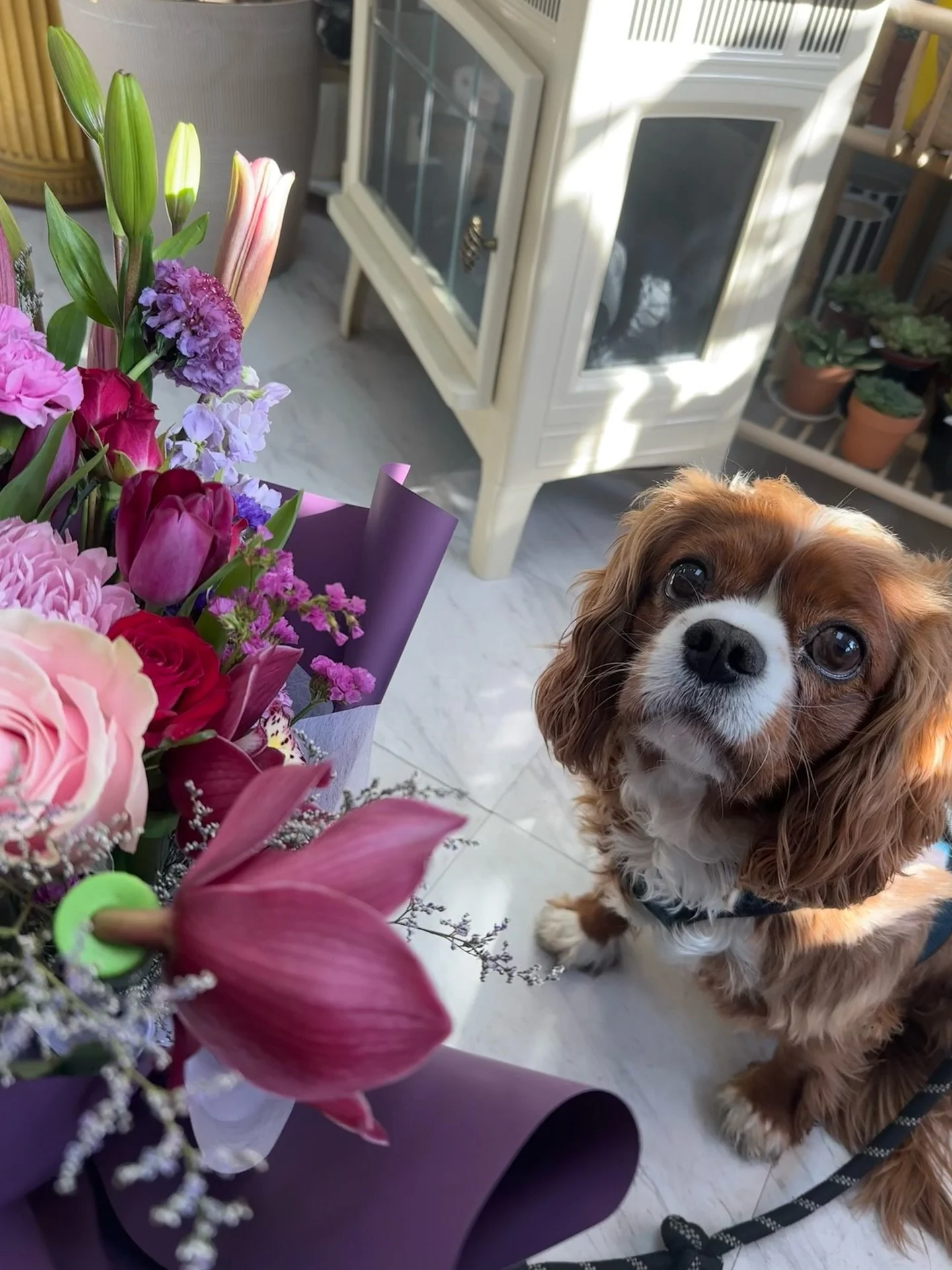 Adventures with Mr. Wolf 😊 who joined me when picking up the loveliest custom bouquet for my sister&rsquo;s birthday from @kkot.floral.studio 💐 We love supporting our local Jersey City businesses 💜

Thank you, Irene &amp; team!