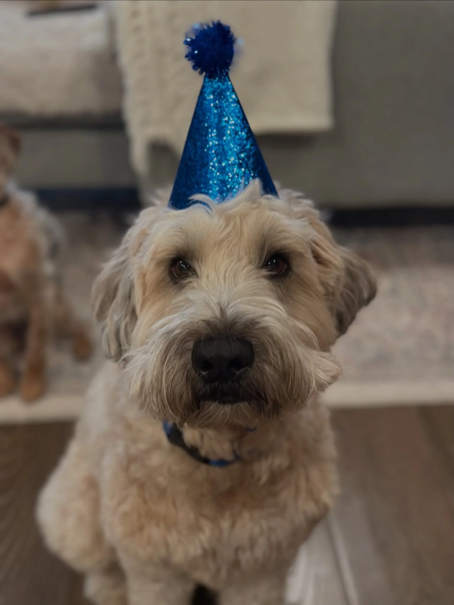 Happy birthday, Archie boy 🎂 We feel so lucky to have spent your 6th birthday with you! 🥳