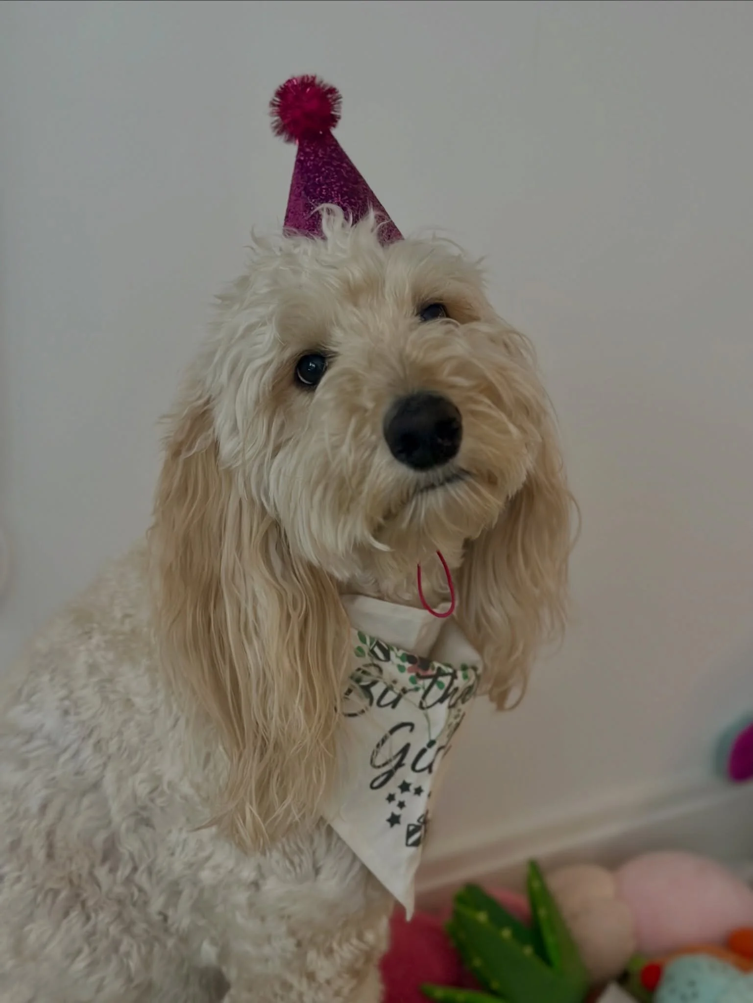 Happy 5th birthday to our girl Frankie! 🎉🐾

Three years of watching this sweet soul blossom. She came to us shy and unsure of new people, and now she&rsquo;s a social butterfly 🦋🥹 Seeing her come out of her shell has been one of the greatest joys