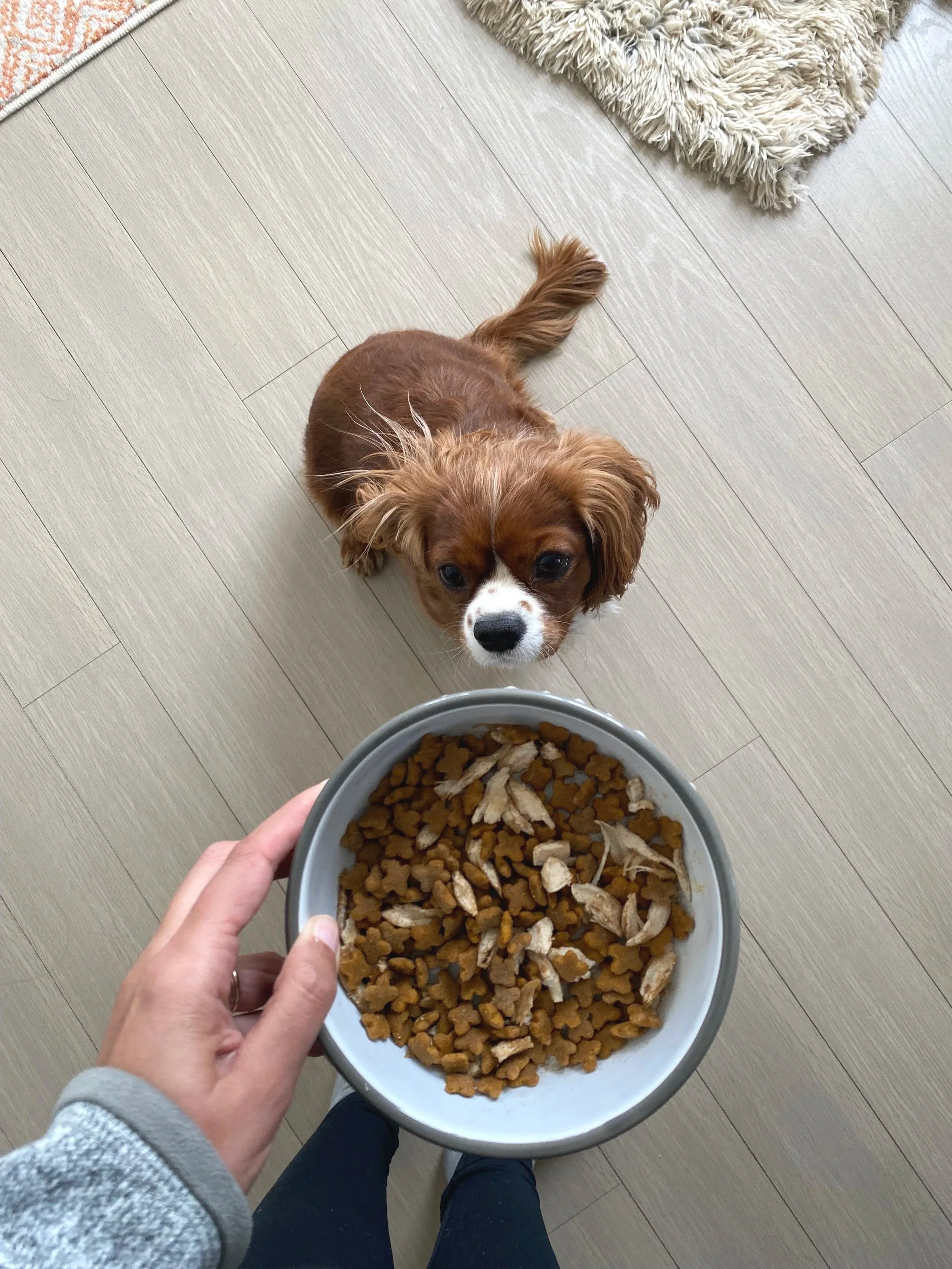 Cavalier King Charles Spaniel puppy waiting for food in Downtown Jersey City apartment – pet care services by Pawlus Hook Walkers