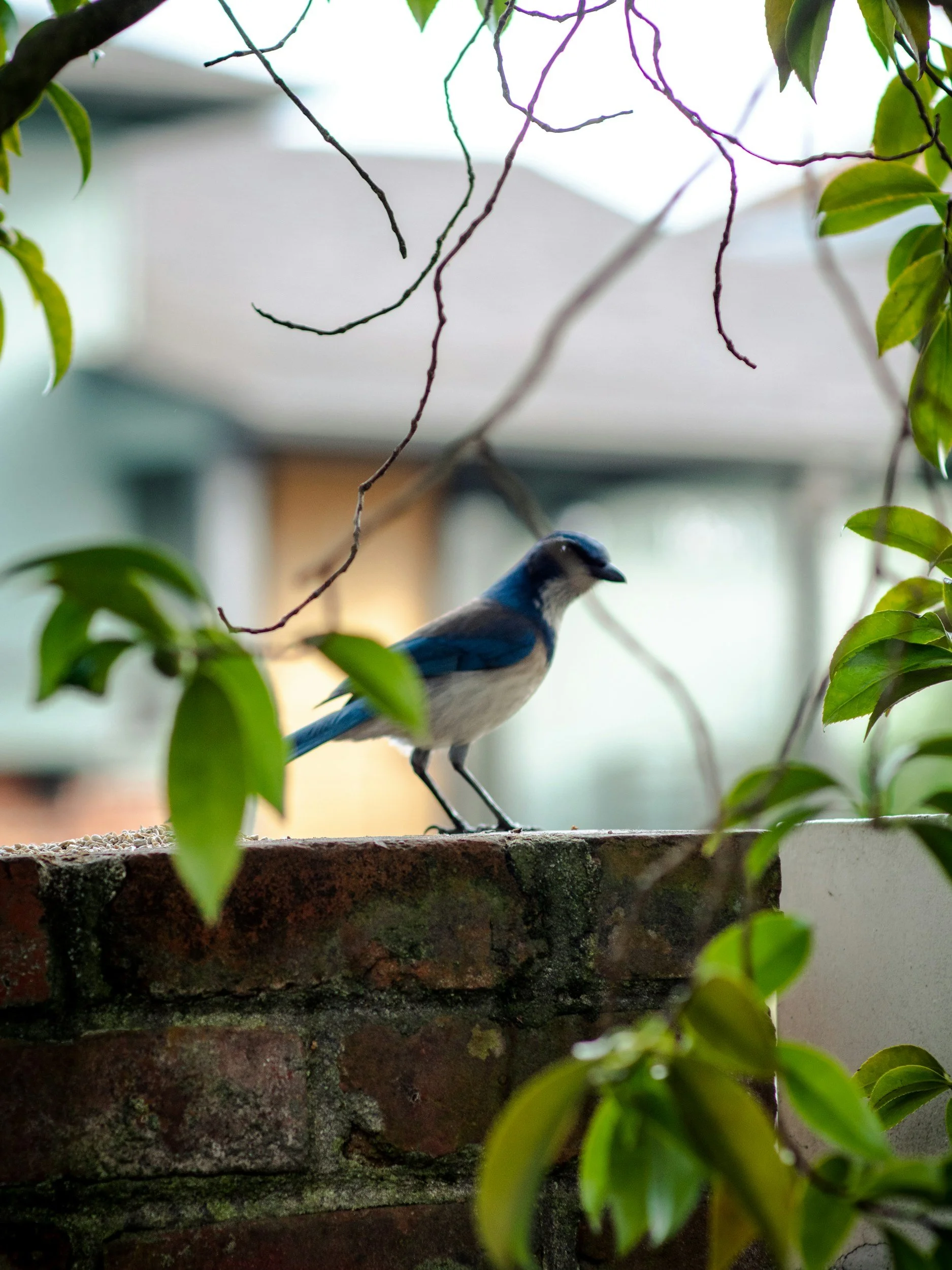 Scrub Jay Survey Sarasota, Florida