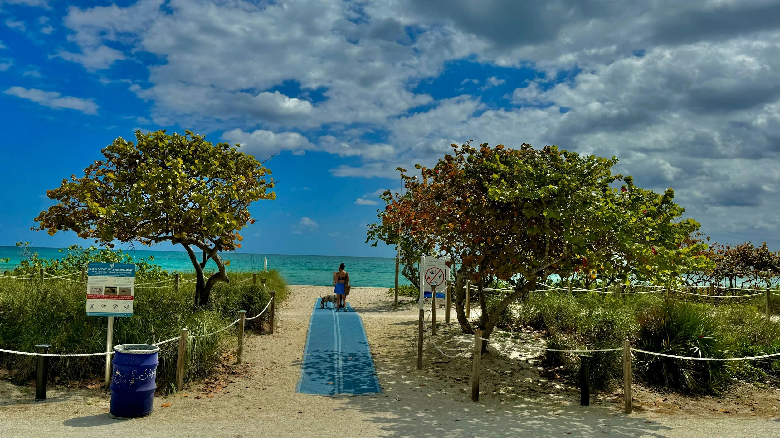 Beach scene with two trees, a blue sky with clouds, and a person walking a dog on a blue pathway towards the ocean.
