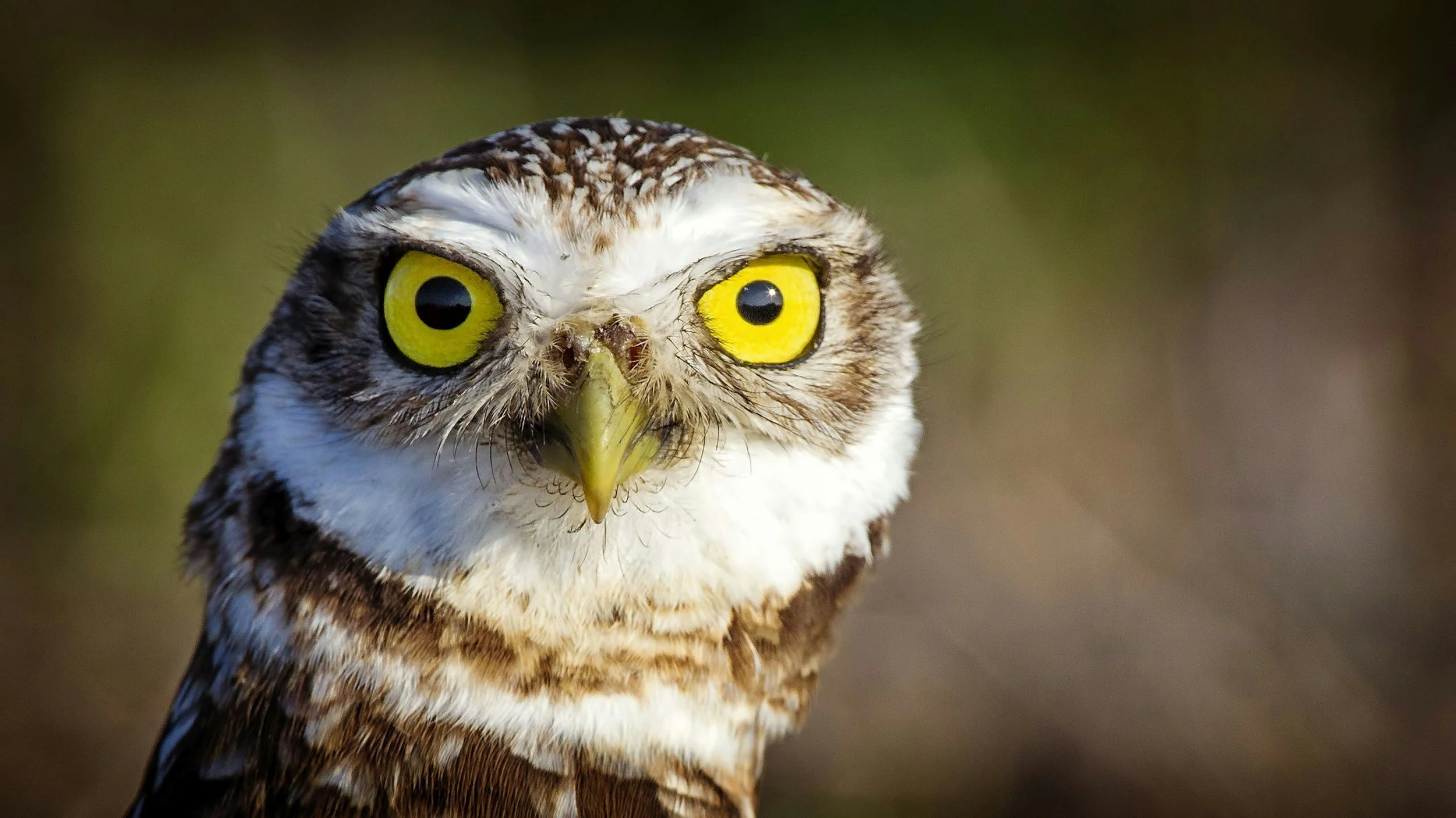 Close-up of a burrowing owl with yellow eyes and brown and white feathers.