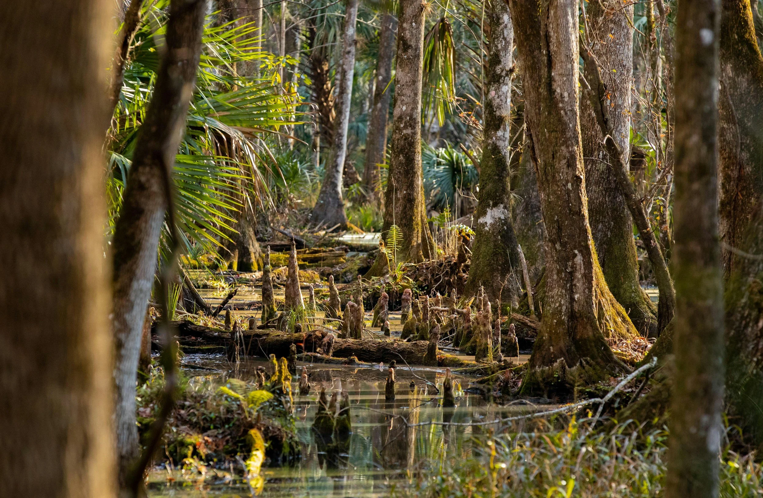 A swampy area in a forest with cypress knees, tall trees, and lush green foliage. Sunlight filters through the trees, reflecting off the water.