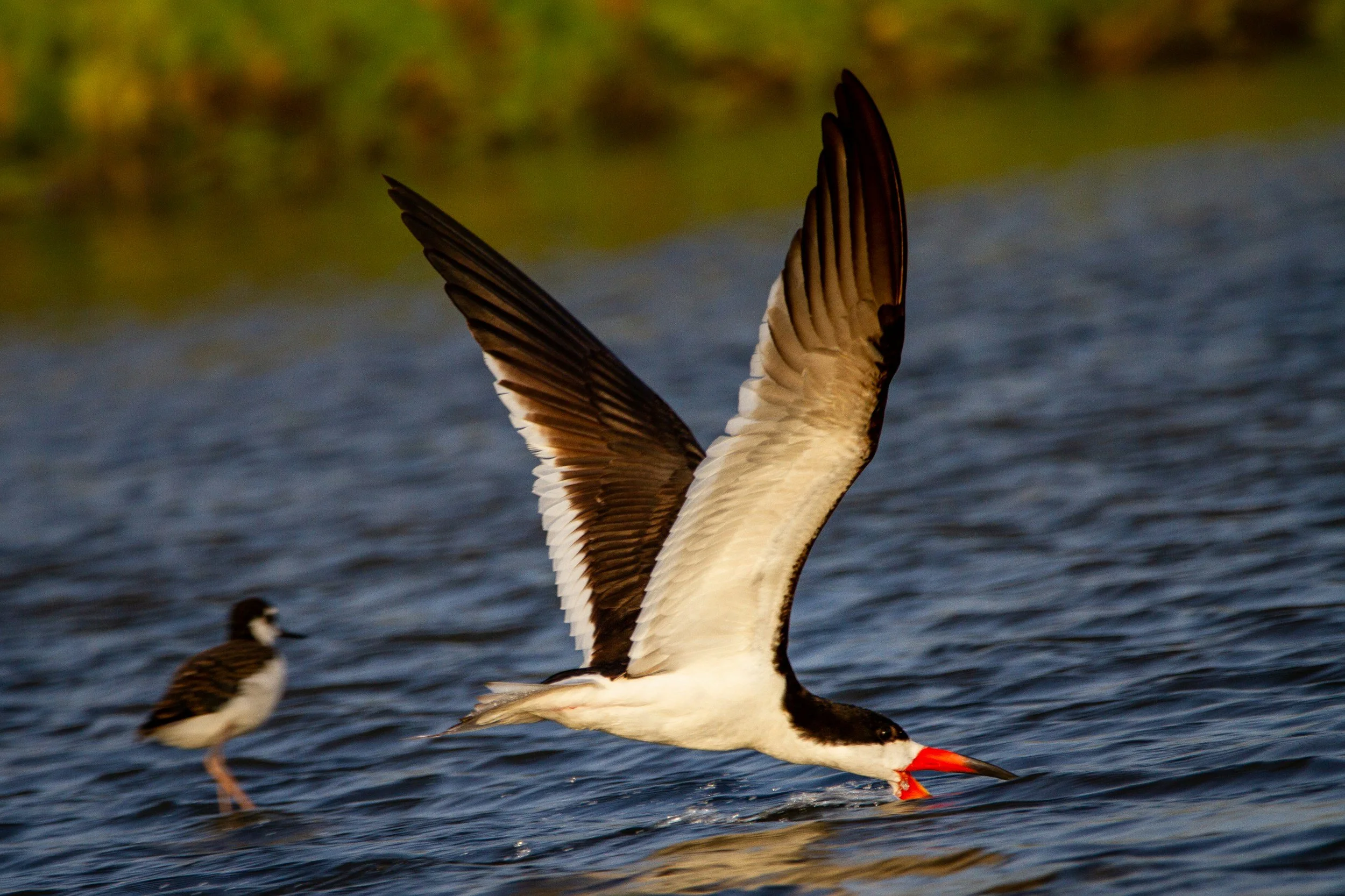 A black skimmer bird with black and white plumage flying over water, with its beak open to catch fish, and a wading bird standing in the water in the background.