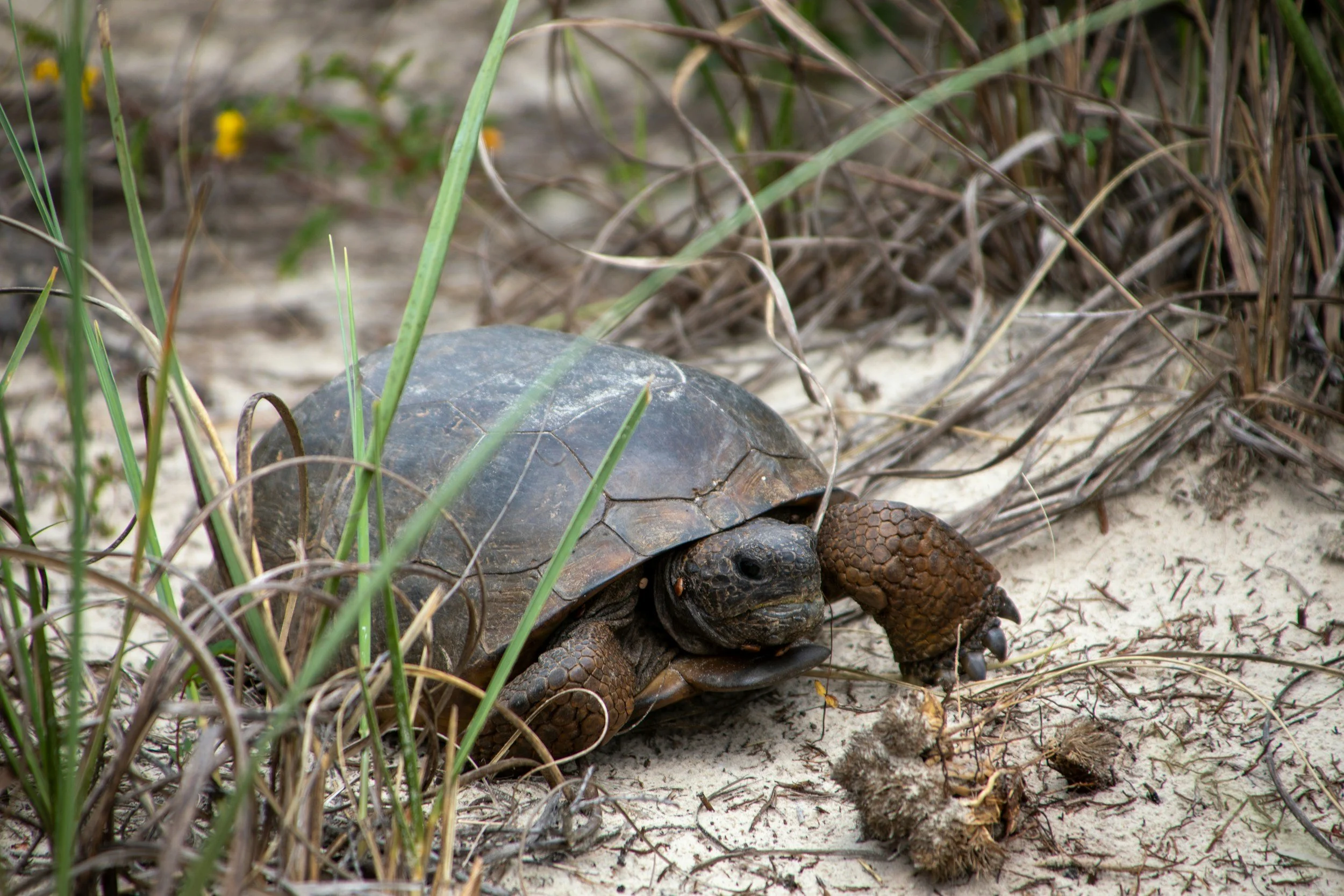 A gopher tortoise with a large, dark shell and rough textured head and legs, lying on sandy ground among grass and dried plants.