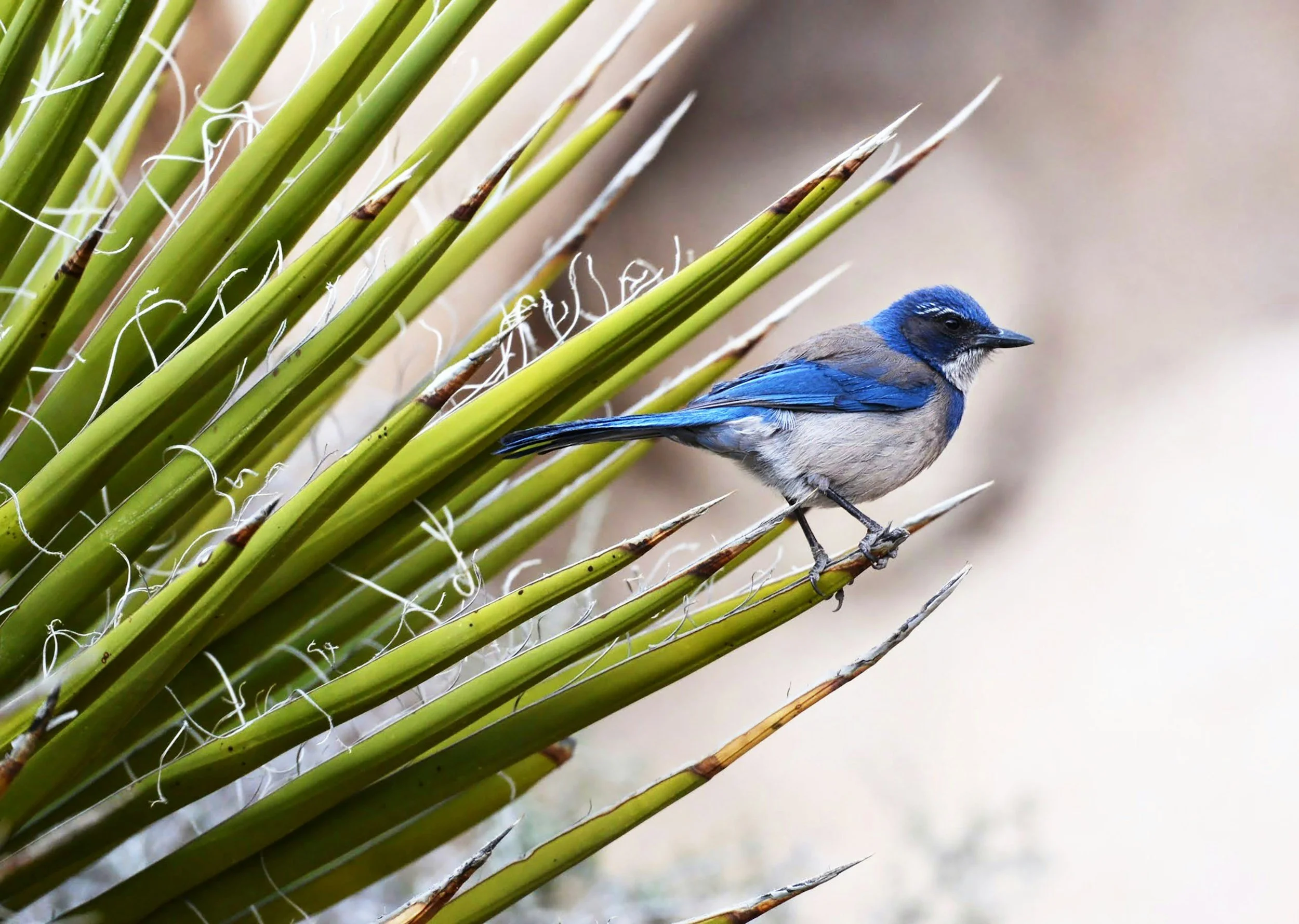 A Florida scrub jay with blue and brown feathers perched on a saw palmetto leaf.