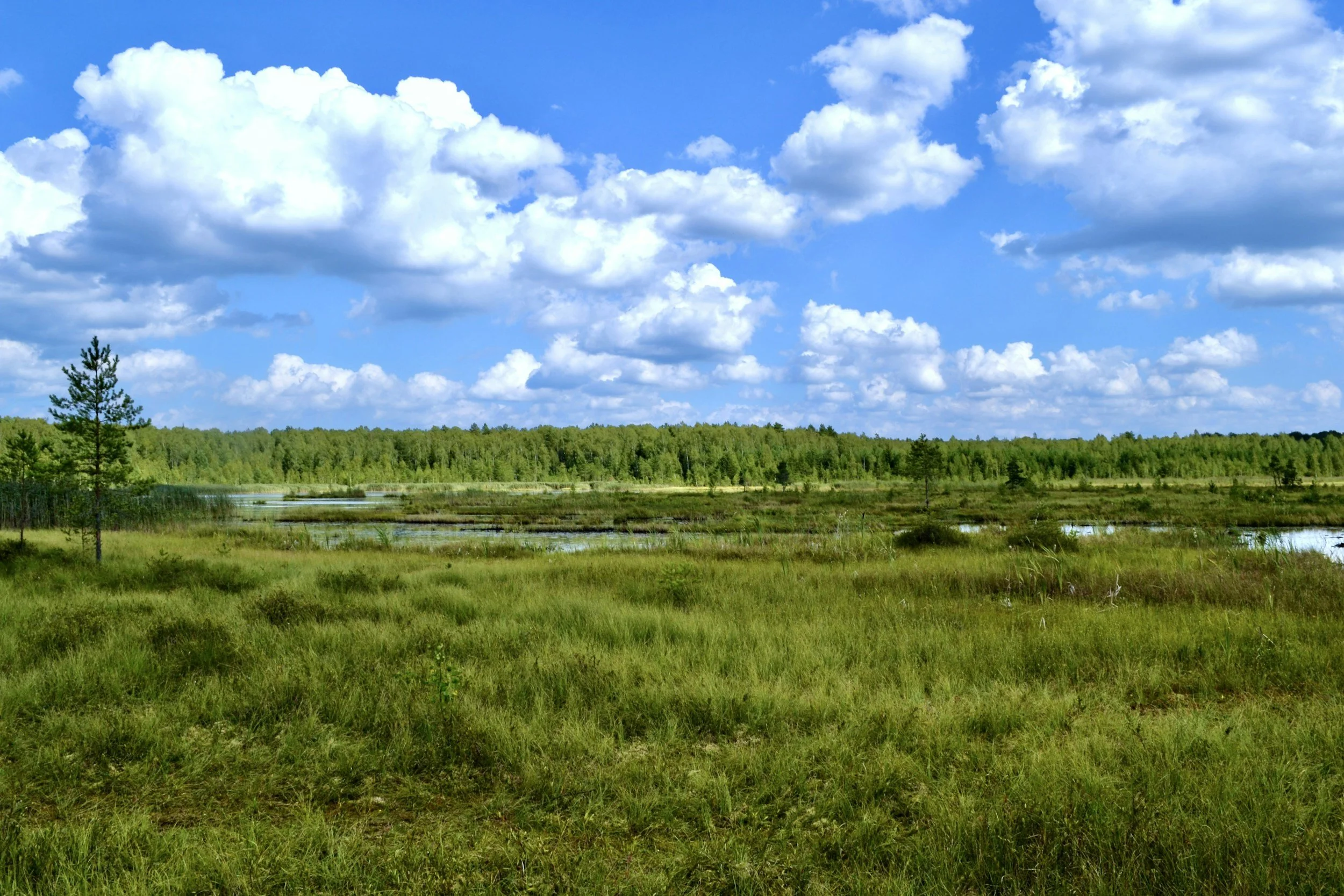 Wetland Determination Sarasota, Florida