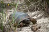 Gopher Tortoise Survey & Relocation - Wetlands & Wildlife ...
