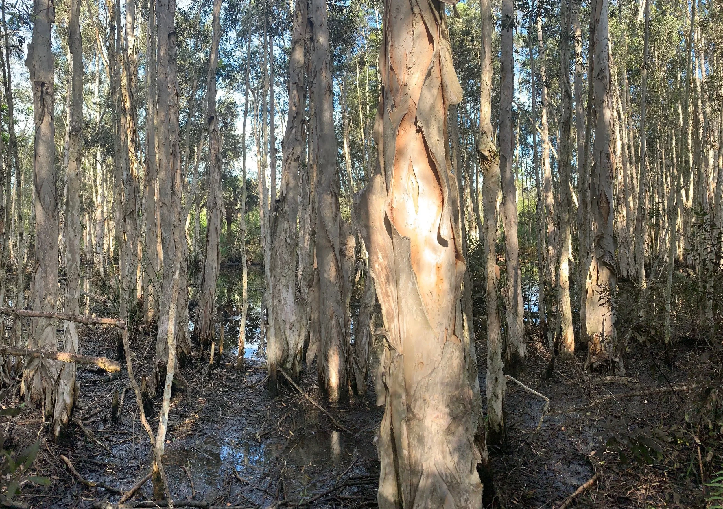 Wetland Delineation North Port, Florida