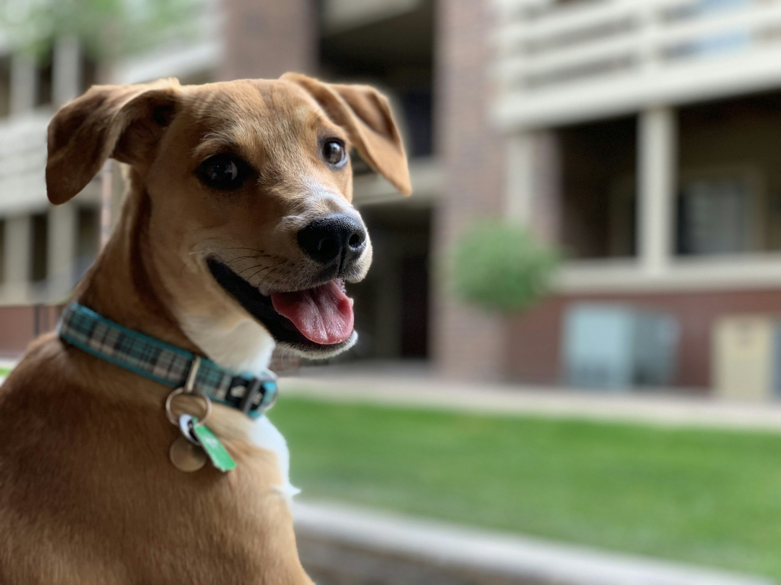 Young brown dog with a blue plaid collar smiling outdoors with apartment buildings in the background.