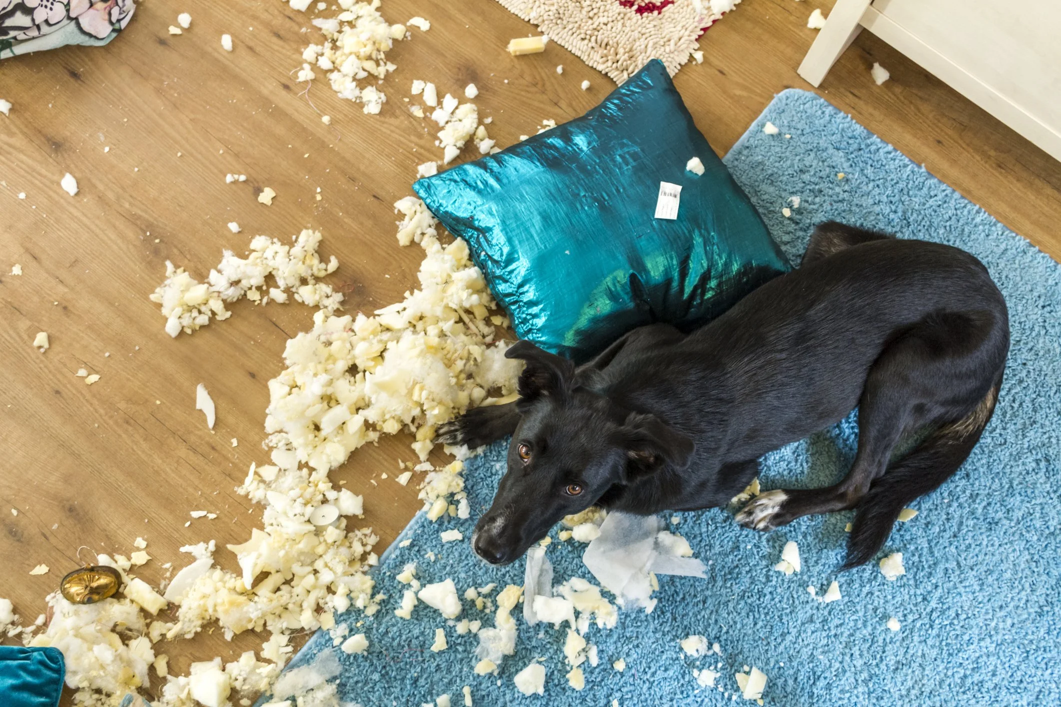 A black dog laying on a blue rug surrounded by broken white foam from a shredded pillow or cushion on a wooden floor, with a teal cushion nearby.