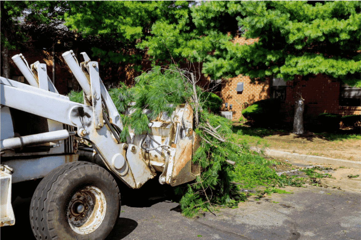 Audubon Tree Care LLC gallery 4