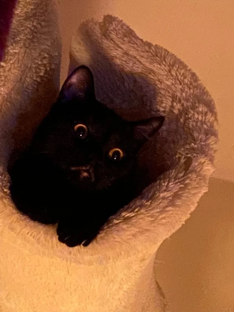 Black Cat very comfortable as a Creative Agency artist