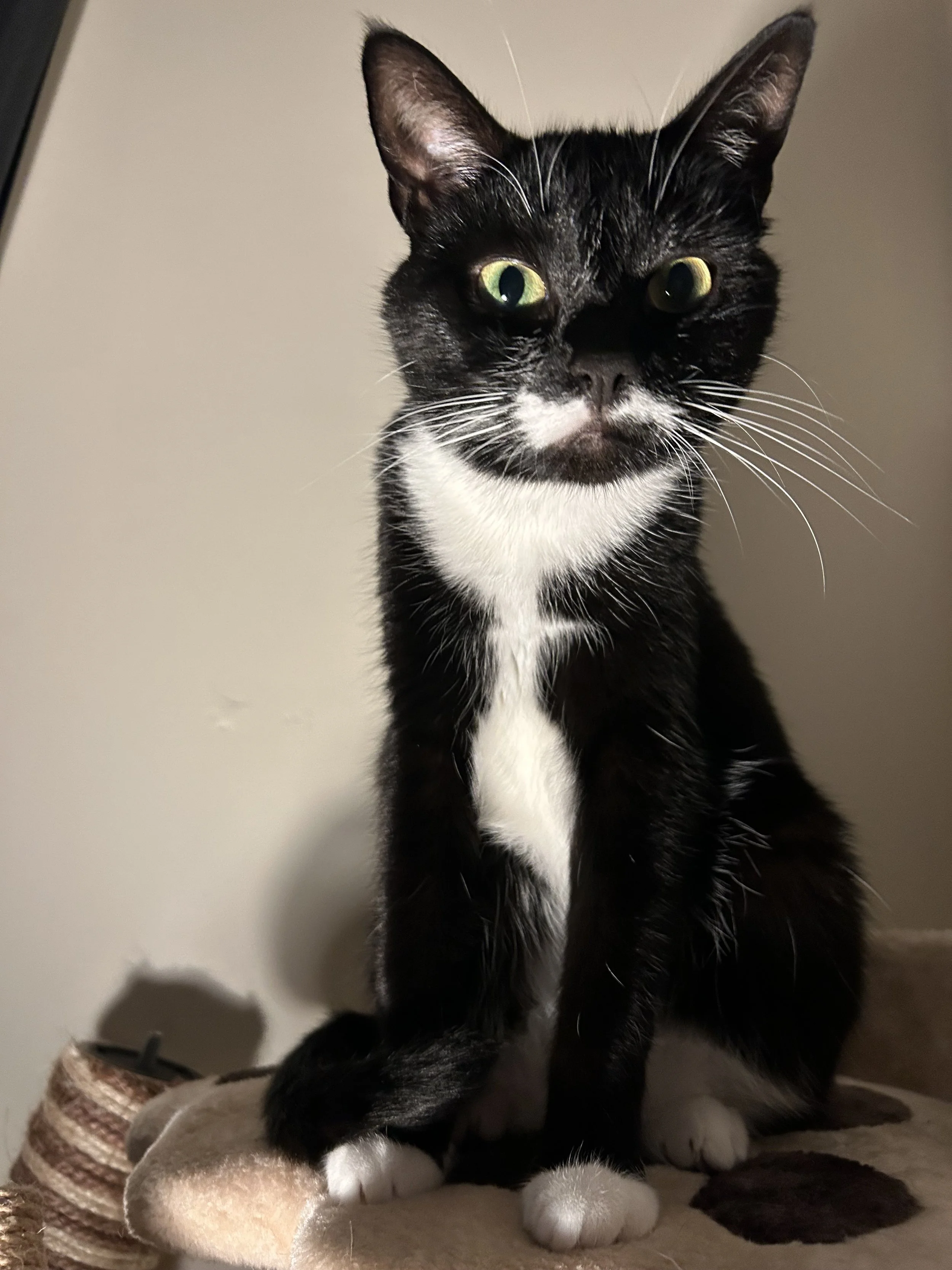 Image of a cat, black and white in dramatic lighting as a Creative Agency artist