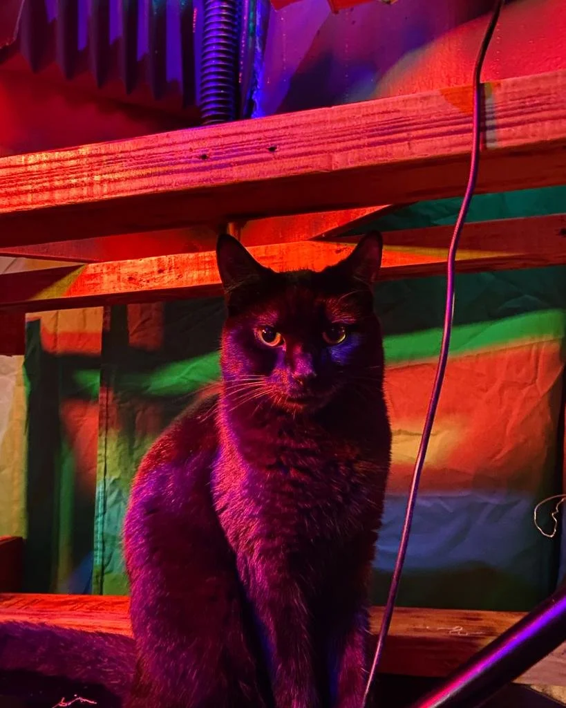 Image of black cat on colourful background Creative Agency artist