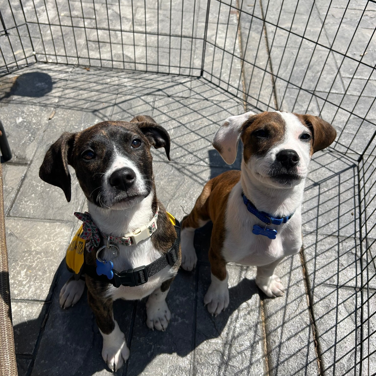 Adopt — Dogs Deserve Better