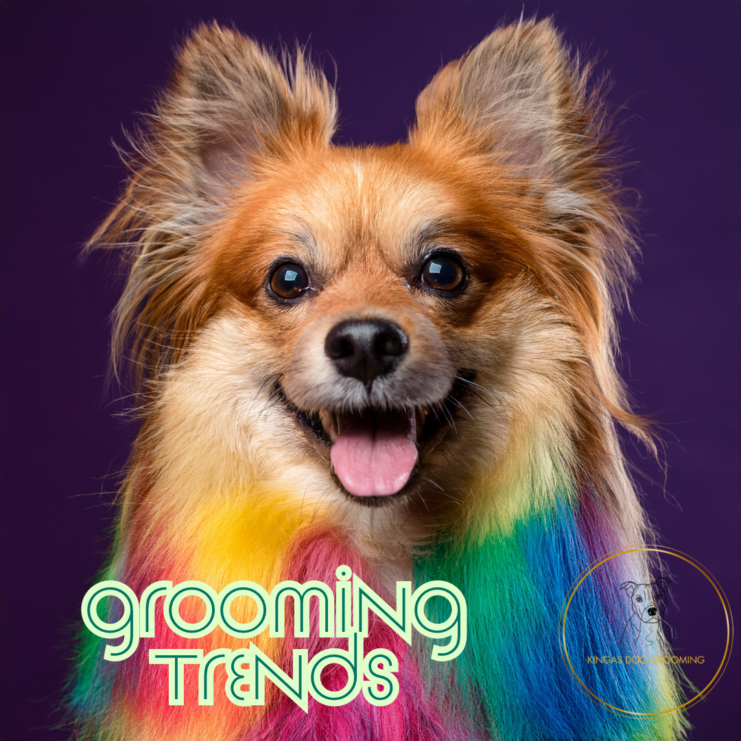 UK Dog Grooming Trends: How Scotland Stacks Up