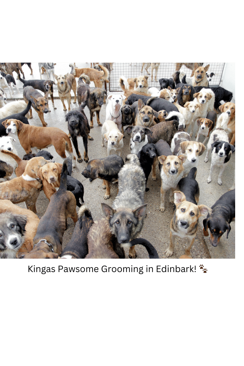 The World's Most Popular Dog Breeds