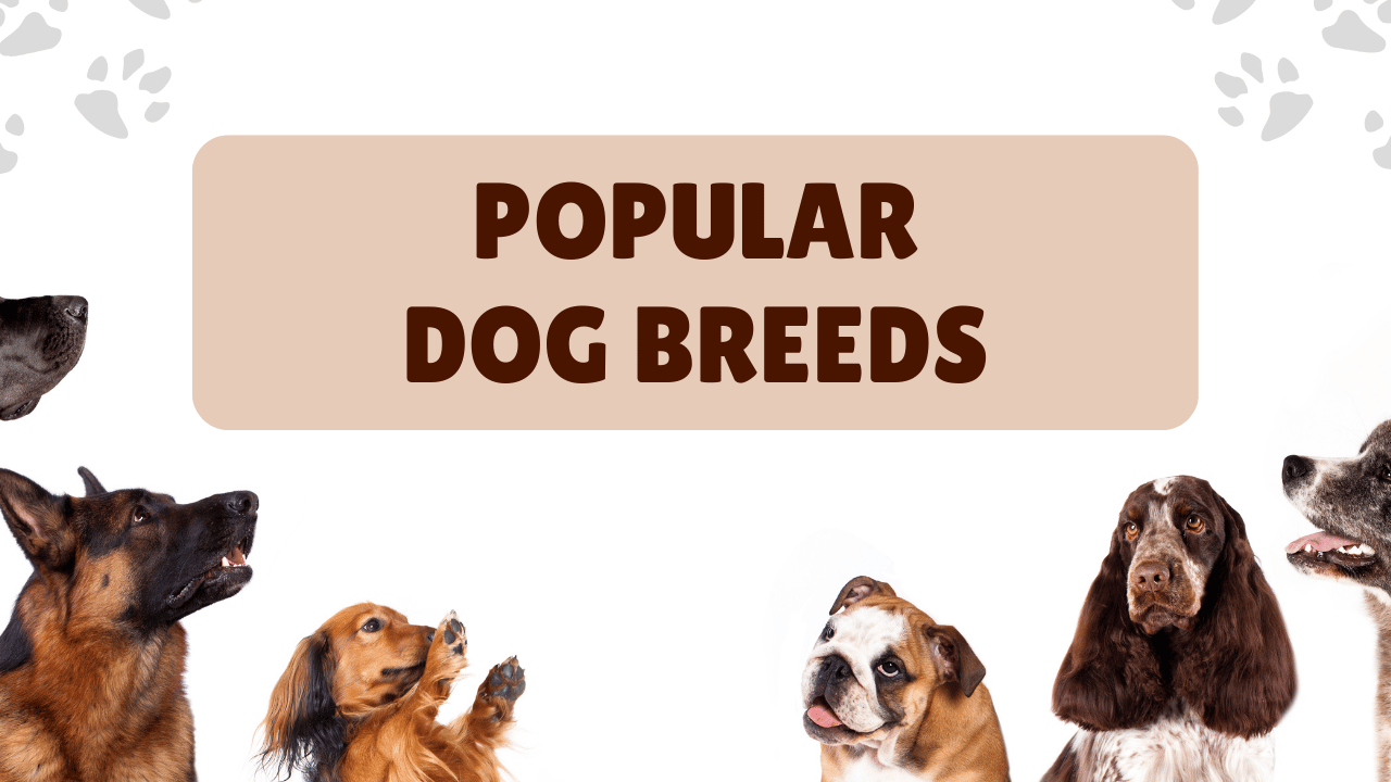Introduction to Popular Dog Breeds in America