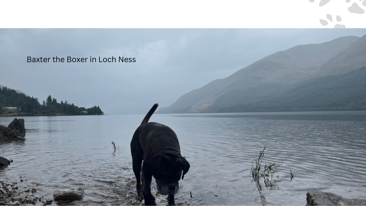 Here are Some Scottish Dog Names