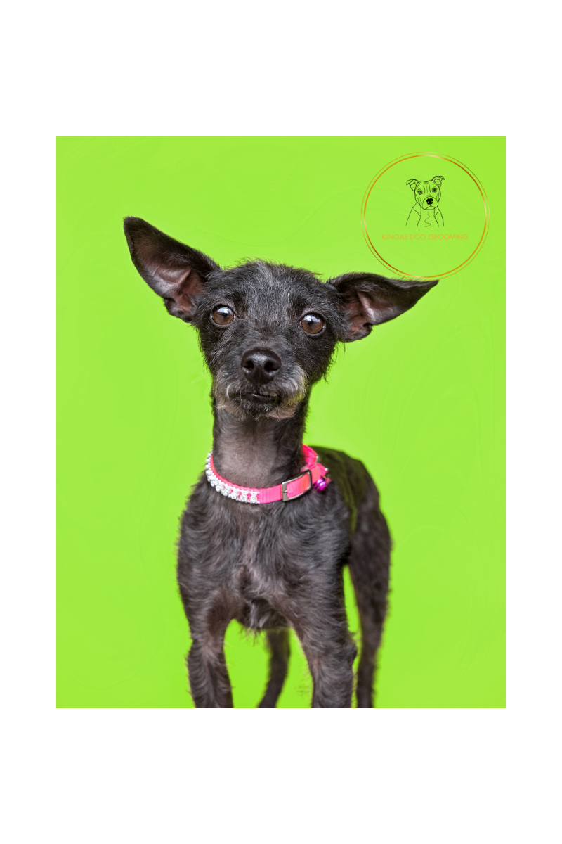 Nervous Dog Grooming: How to Keep Your Dog Calm 