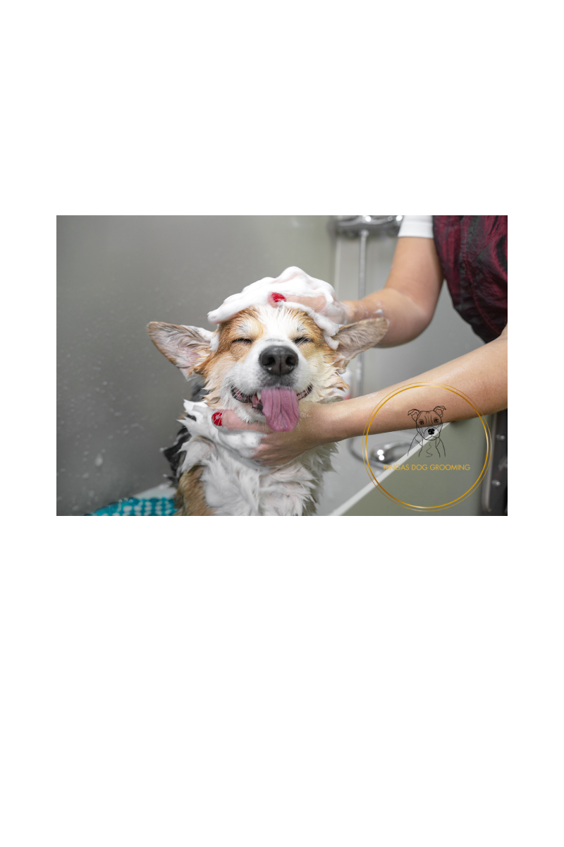  Common Dog Grooming Myths debunked by a dog groomer