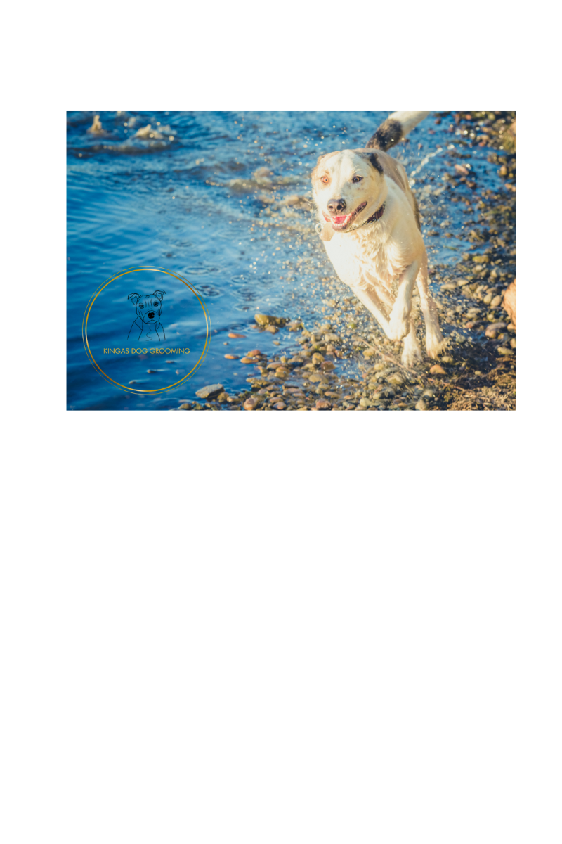 High-Energy Dogs: Tips to Keep Up With Your Active Pet