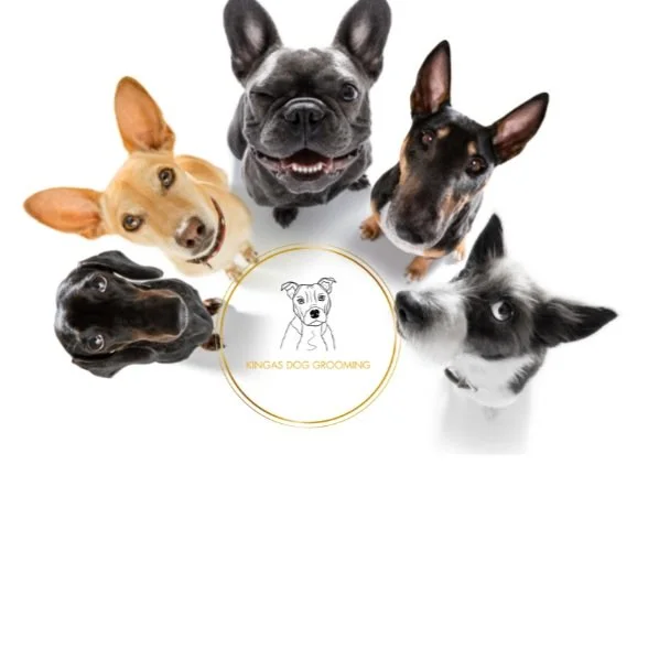 Grooming Guide For Edinburgh’s Different Dog Breeds