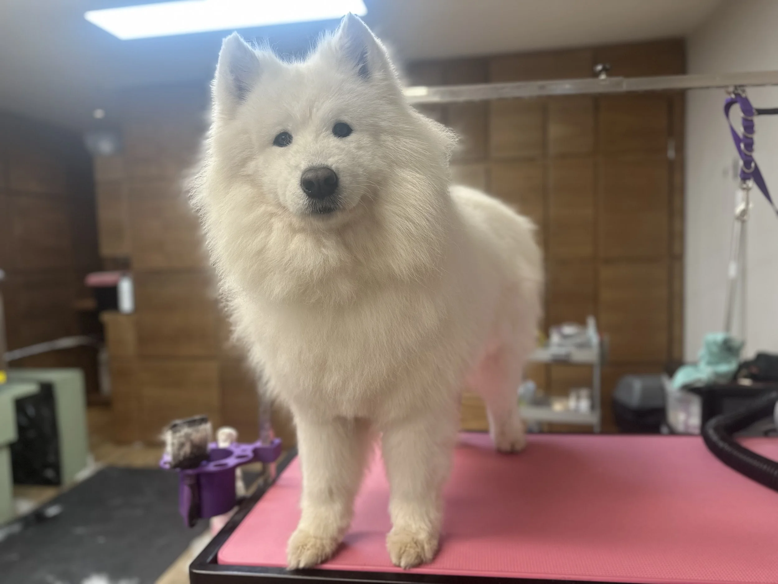 The 10 Most Expensive Dogs for Regular Grooming: 