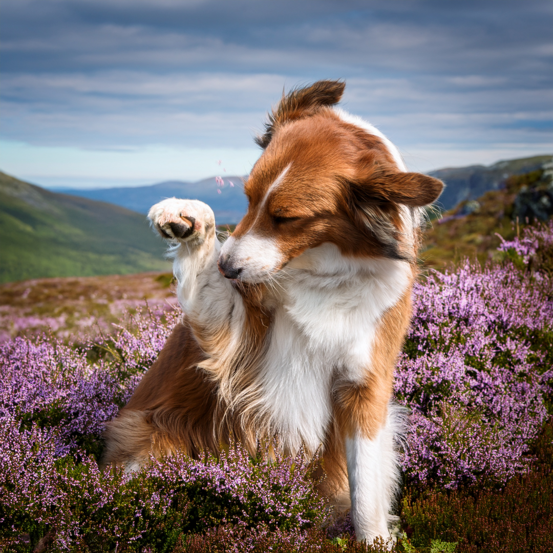 Spring Allergies and Grooming: How to Ease Your Dog’s Itch