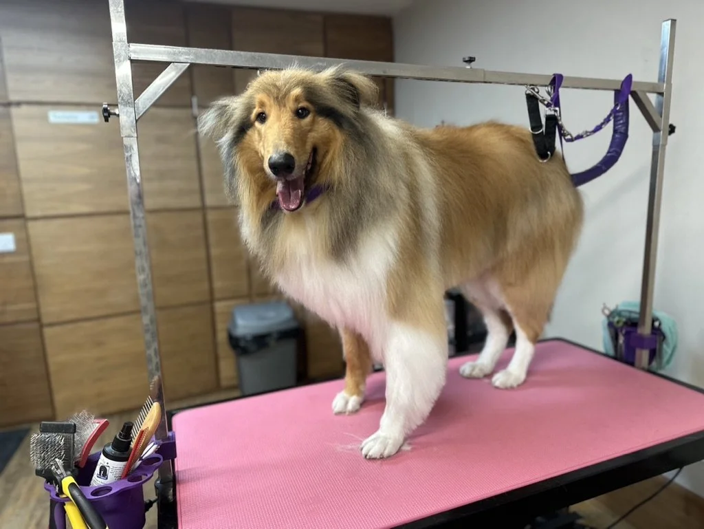 Behavioural Cues During Grooming: What Your Dog’s Telling You