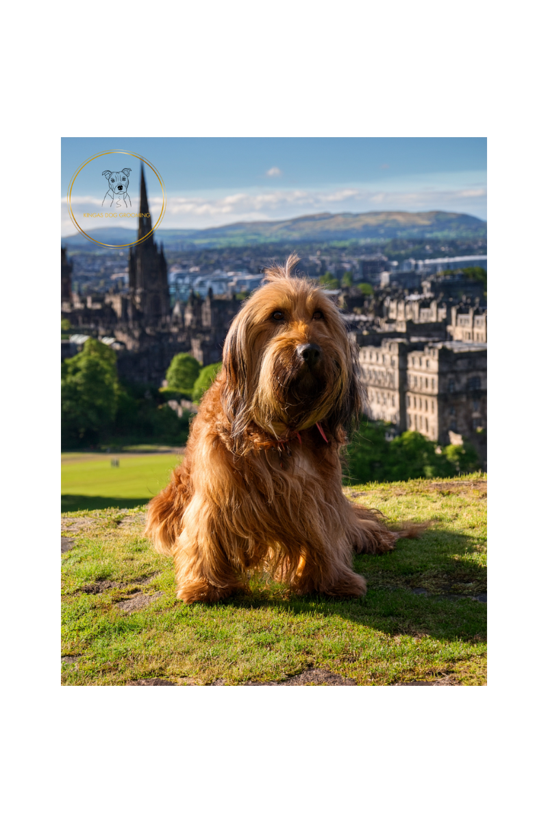 How Changing Seasons Affect Your Dogs Coat