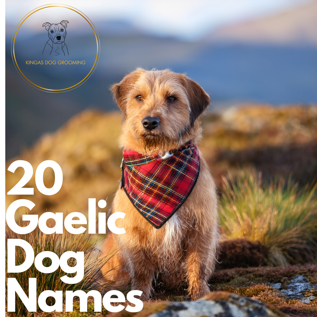 Embrace Scottish Heritage with Gaelic Dog Names