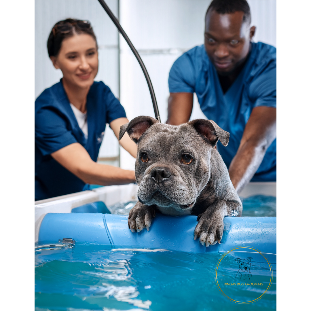 What are the Benefits of Hydrotherapy for Dogs