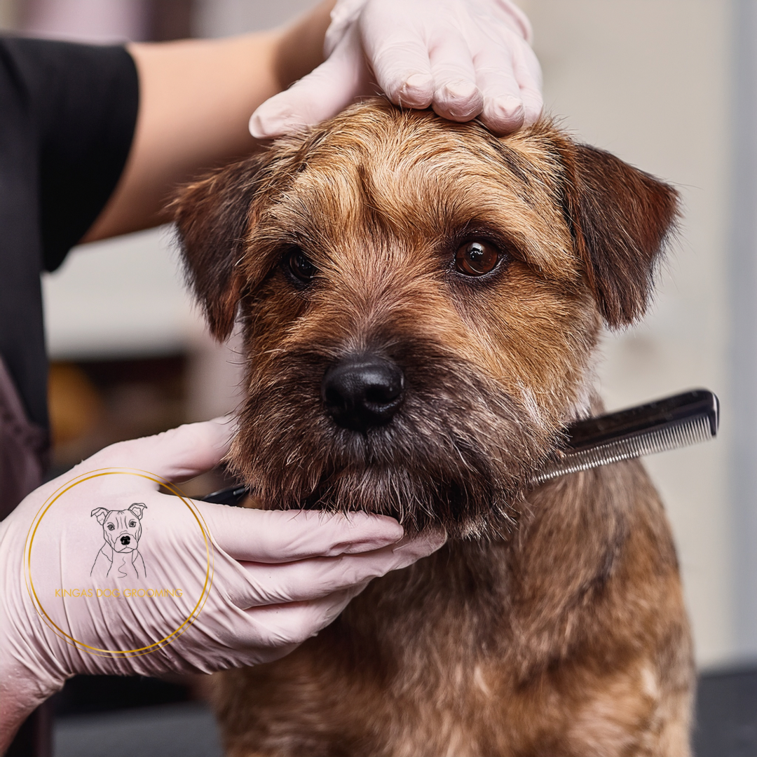 Hand Stripping Dogs: A Complete Guide for Dog Owners