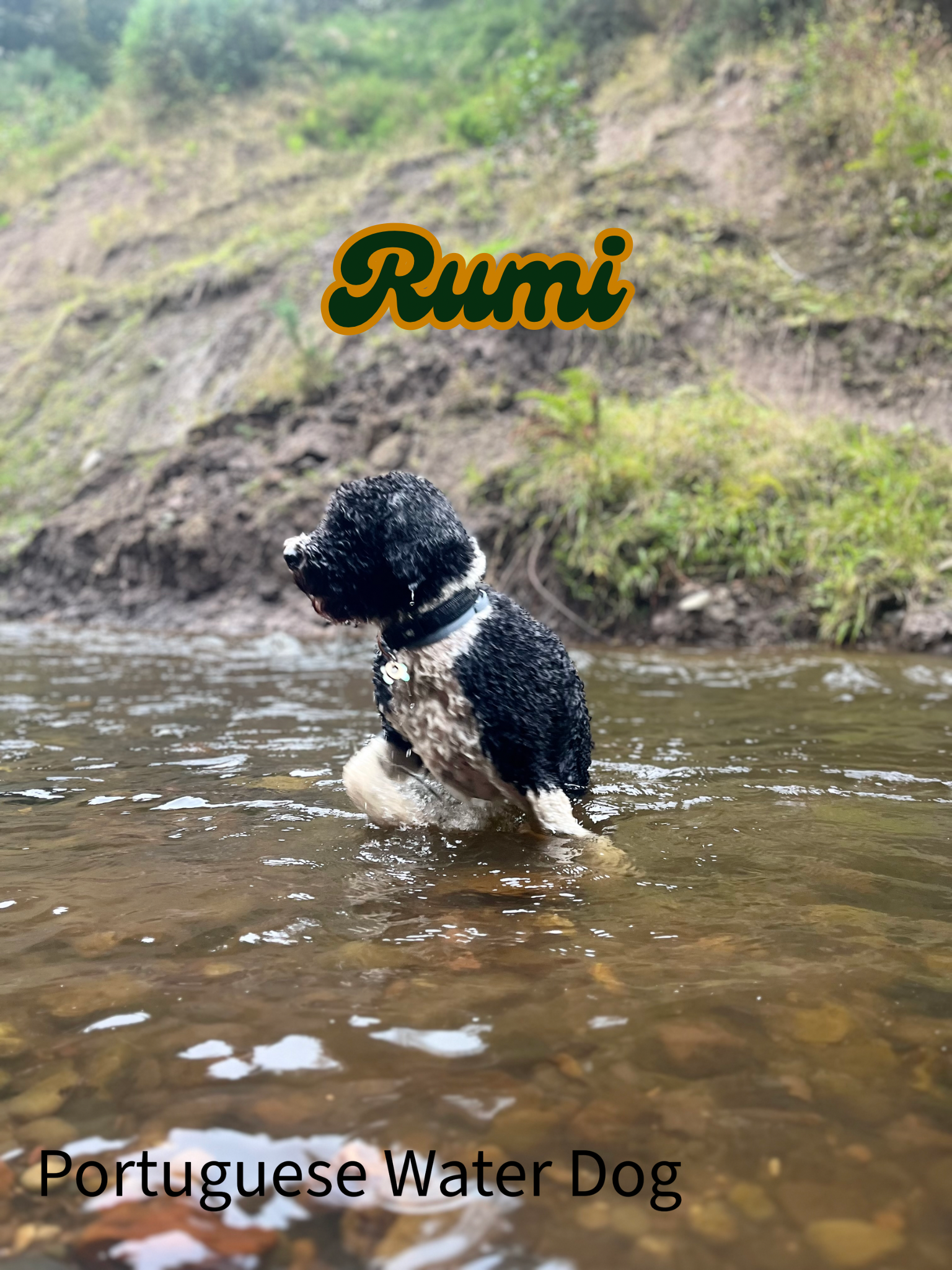 Grooming for Curly Breeds:  Dog Coat Tips