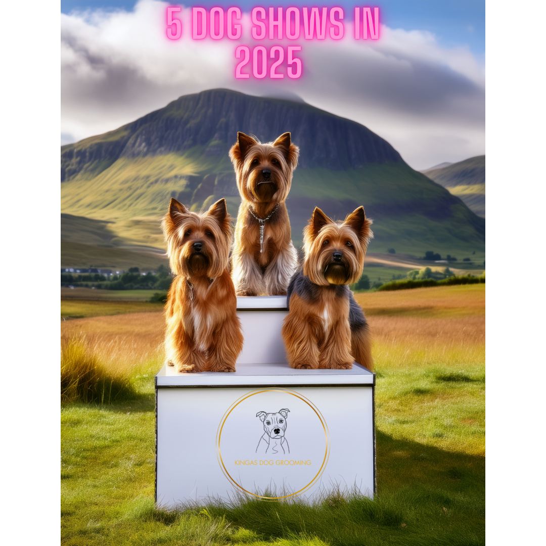 Dog Shows In Scotland 2025 Worth A Visit