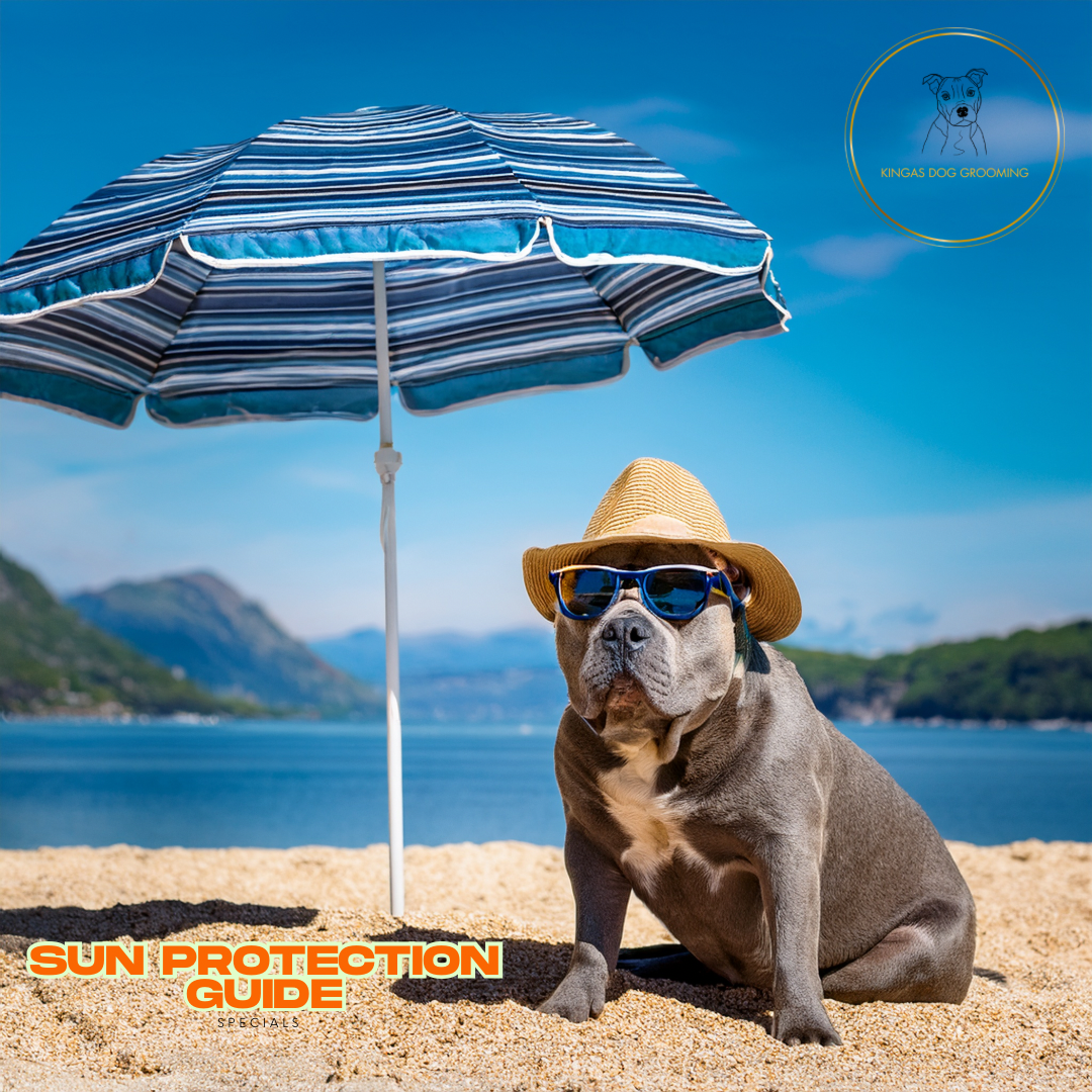 Guide to Sun Protection for Scottish Dogs 2025