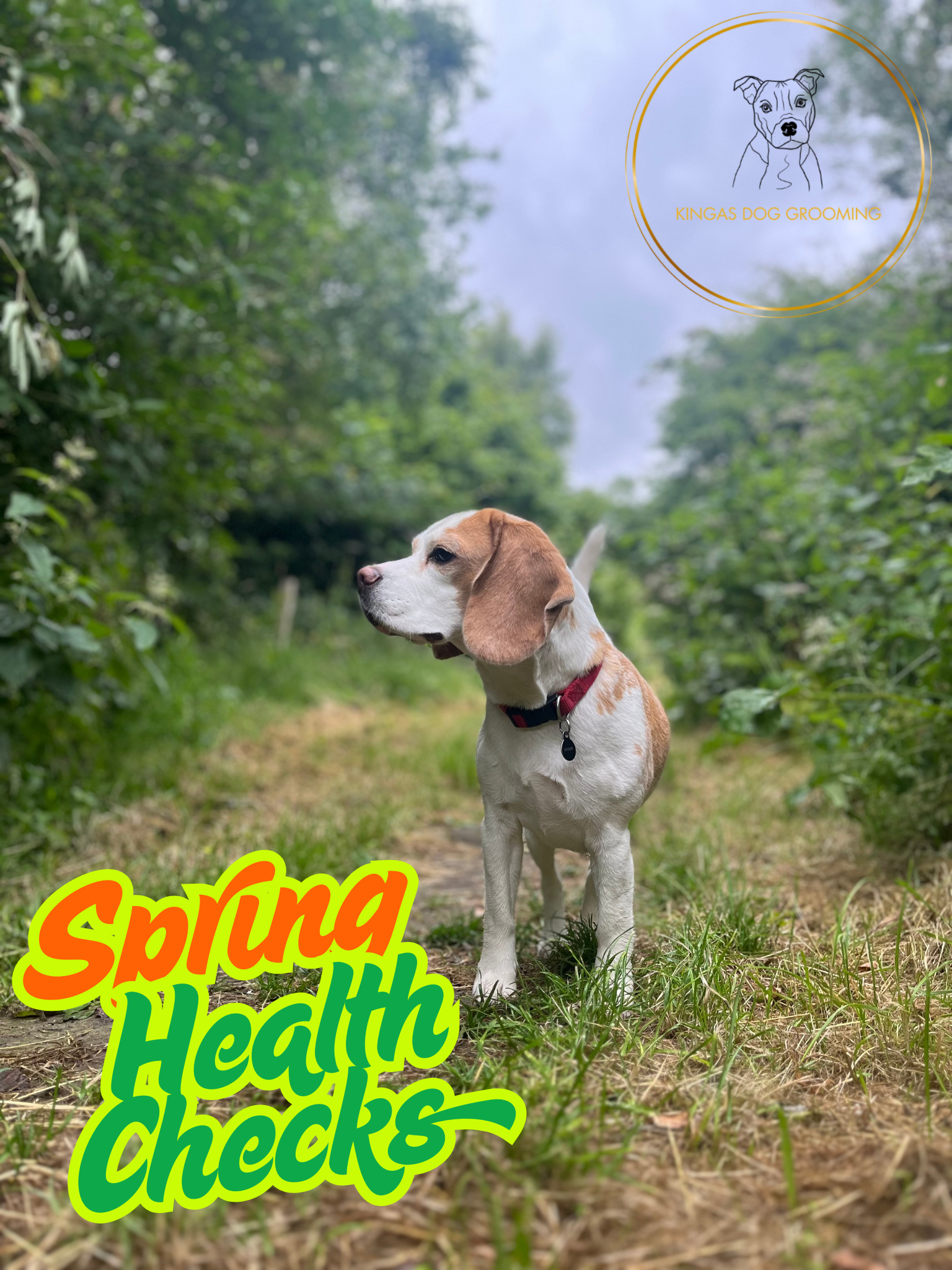 Spring Health Checks for Dogs: Regular Grooming Benefits