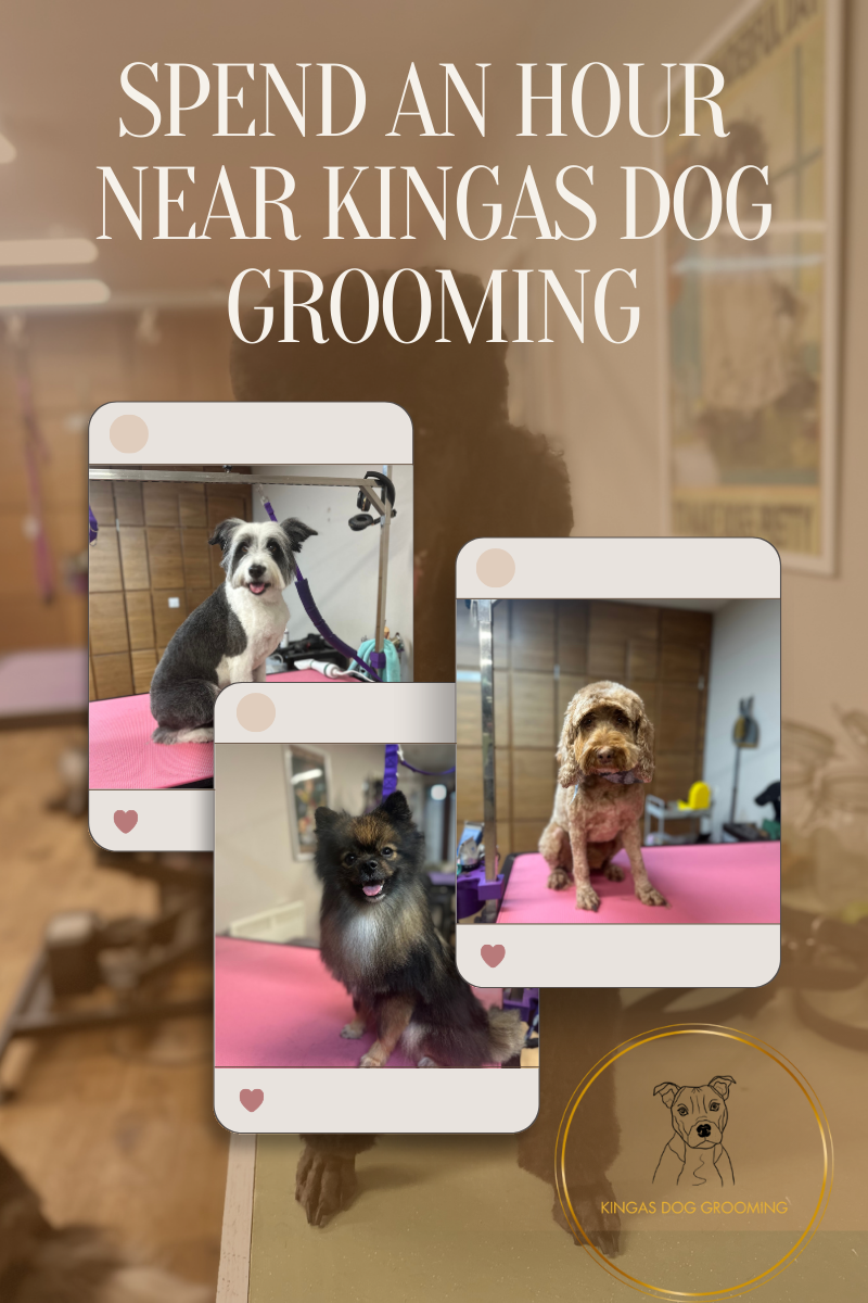  Relaxing Things to Do Near Kinga’s Dog Grooming