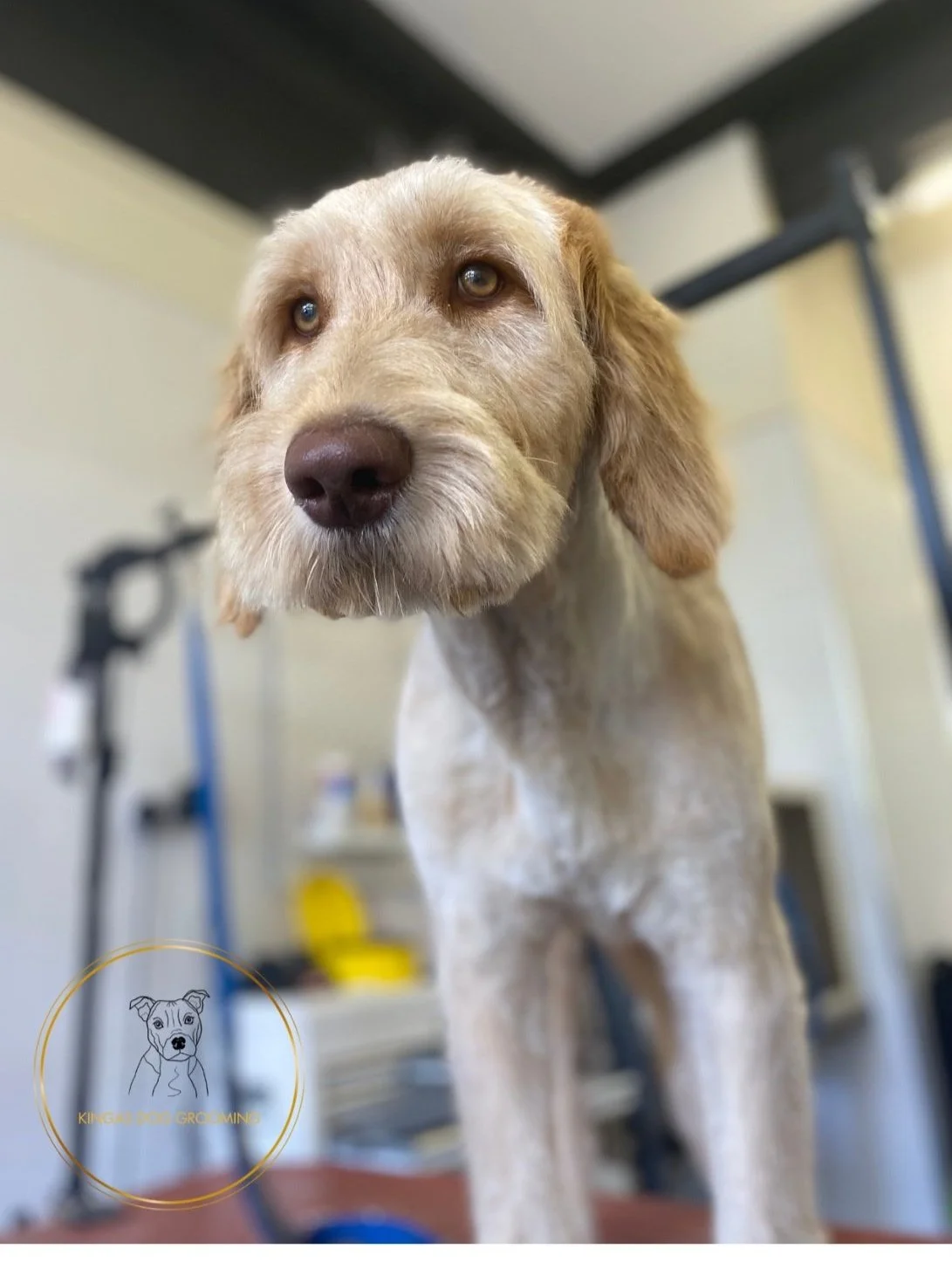 Cockapoo Coat Care: Your Complete How-To Guide