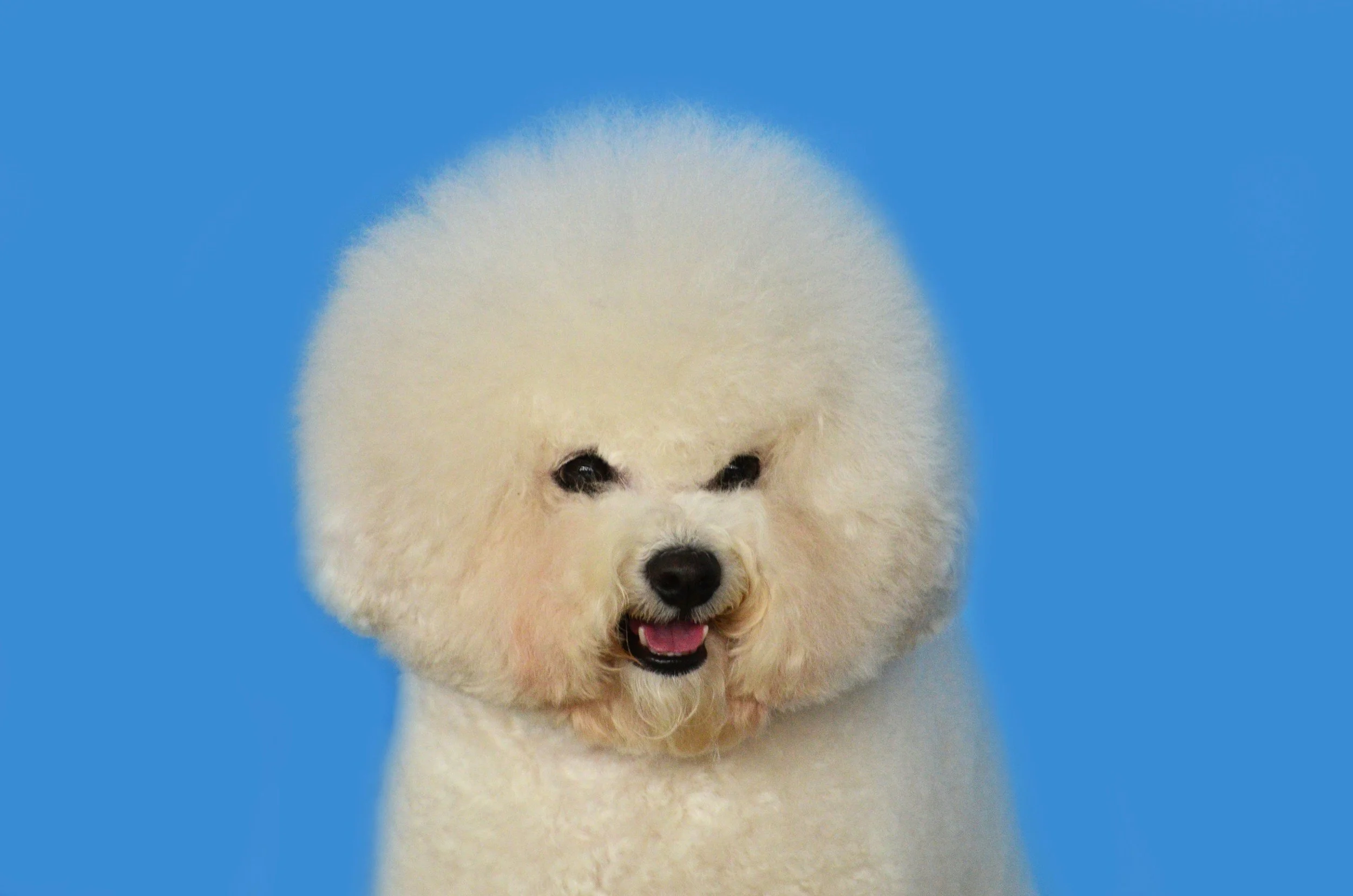 Bichon Frise Grooming Guide: Expert Tips
