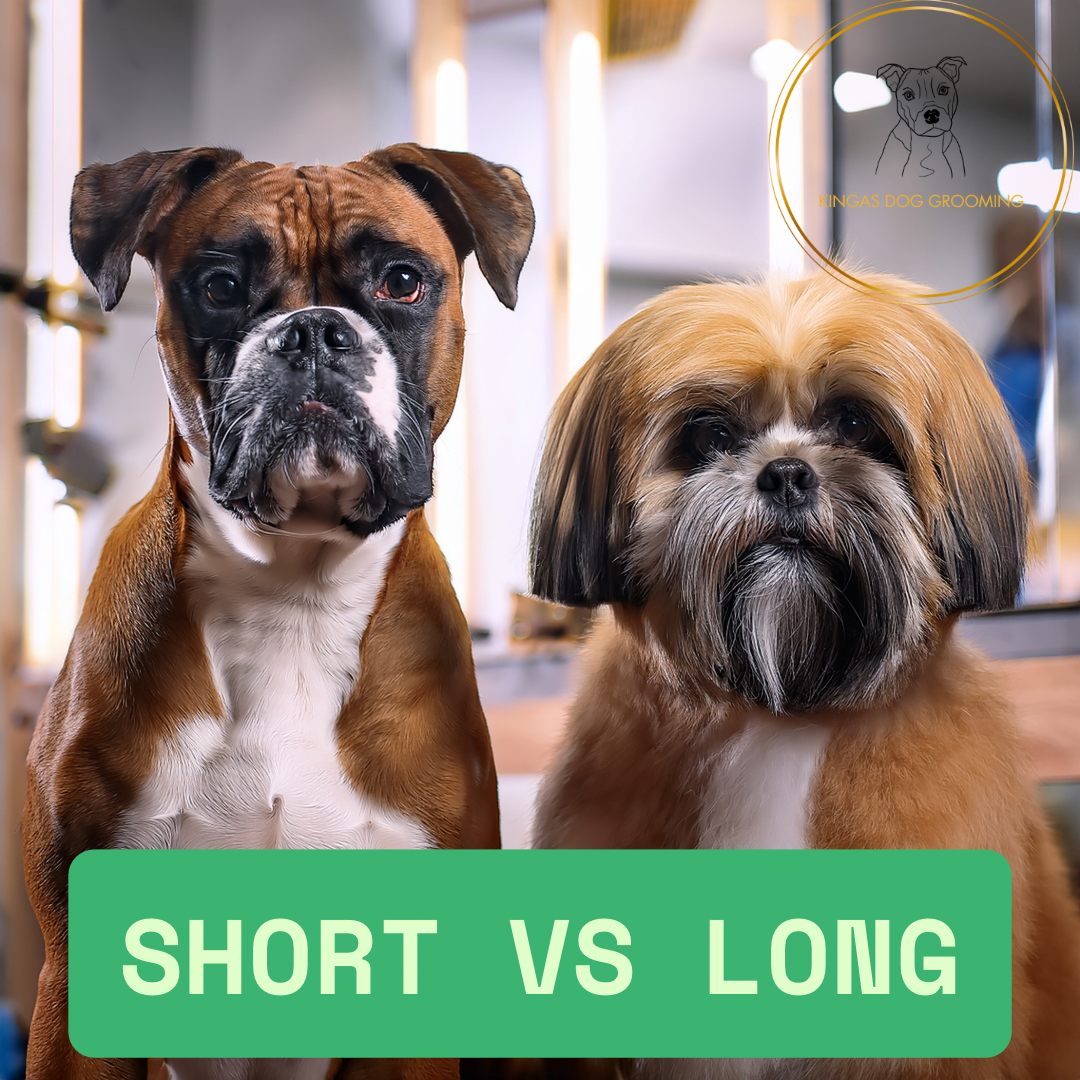 Grooming Short vs Long: Tips for Success
