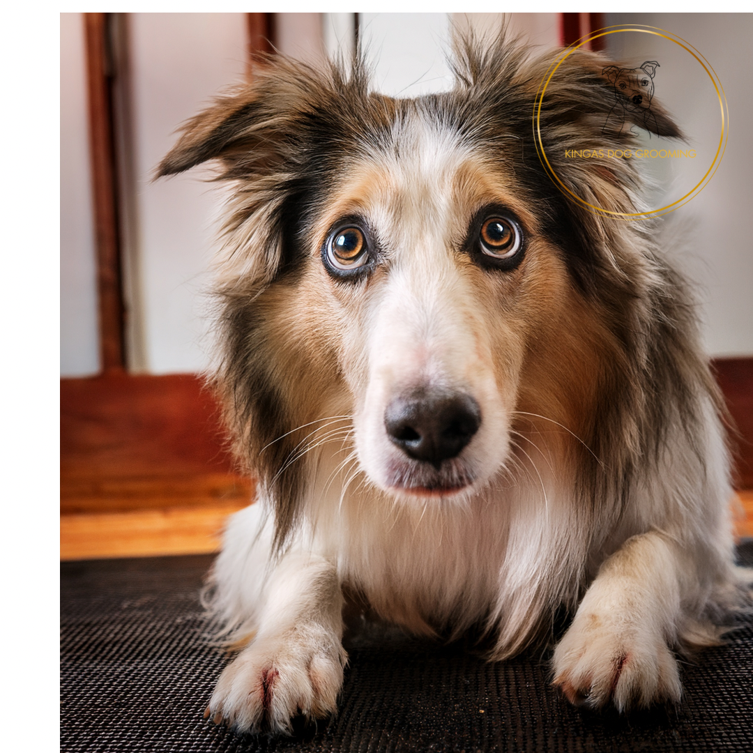 Why Proper Nail Care Matters for Edinburgh Dogs