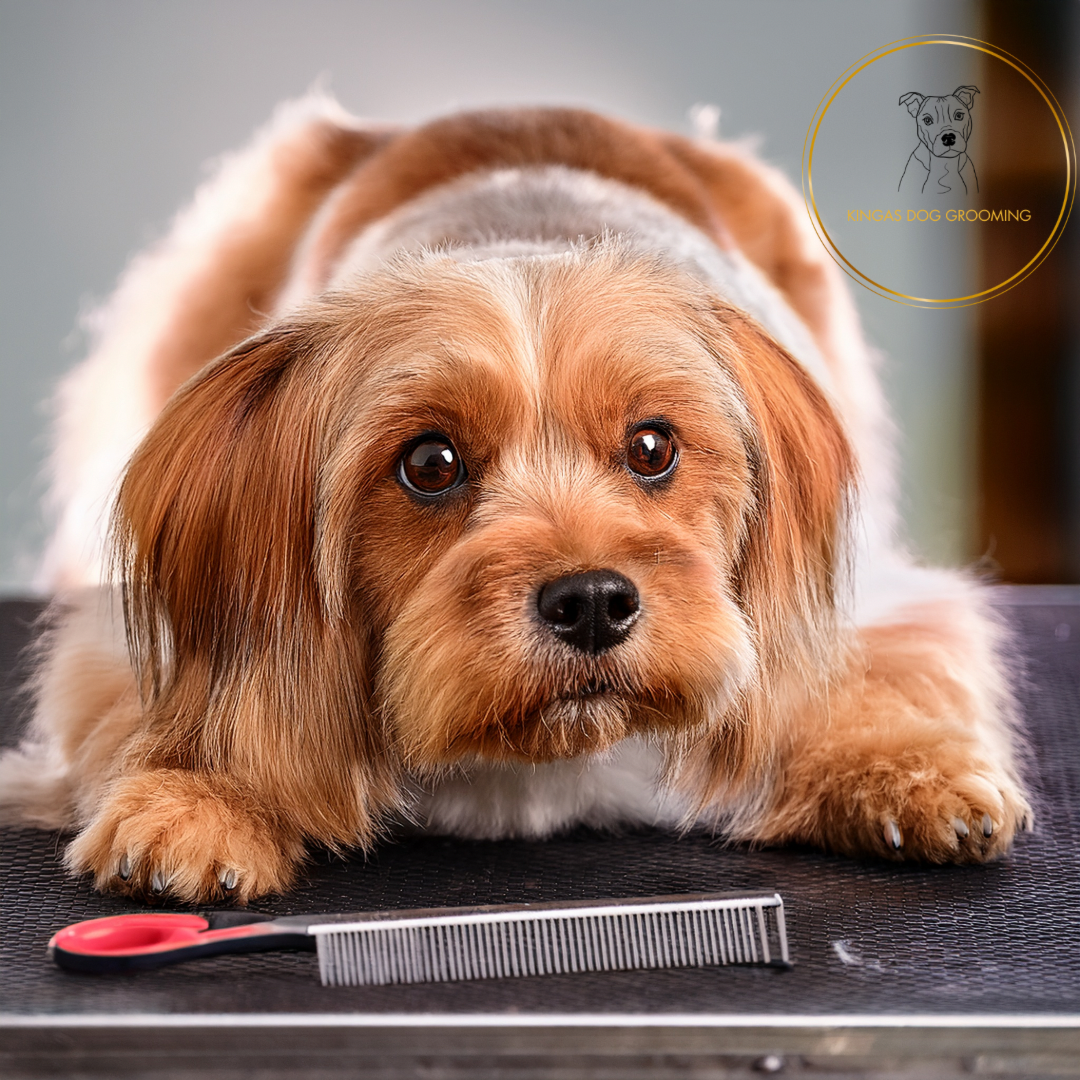 Expert Guide: Groom Anxious Dogs with Ease