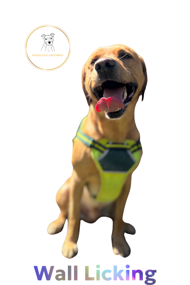 Why Does My Dog Lick the Wall? A Guide for Edinburgh Dog Owners