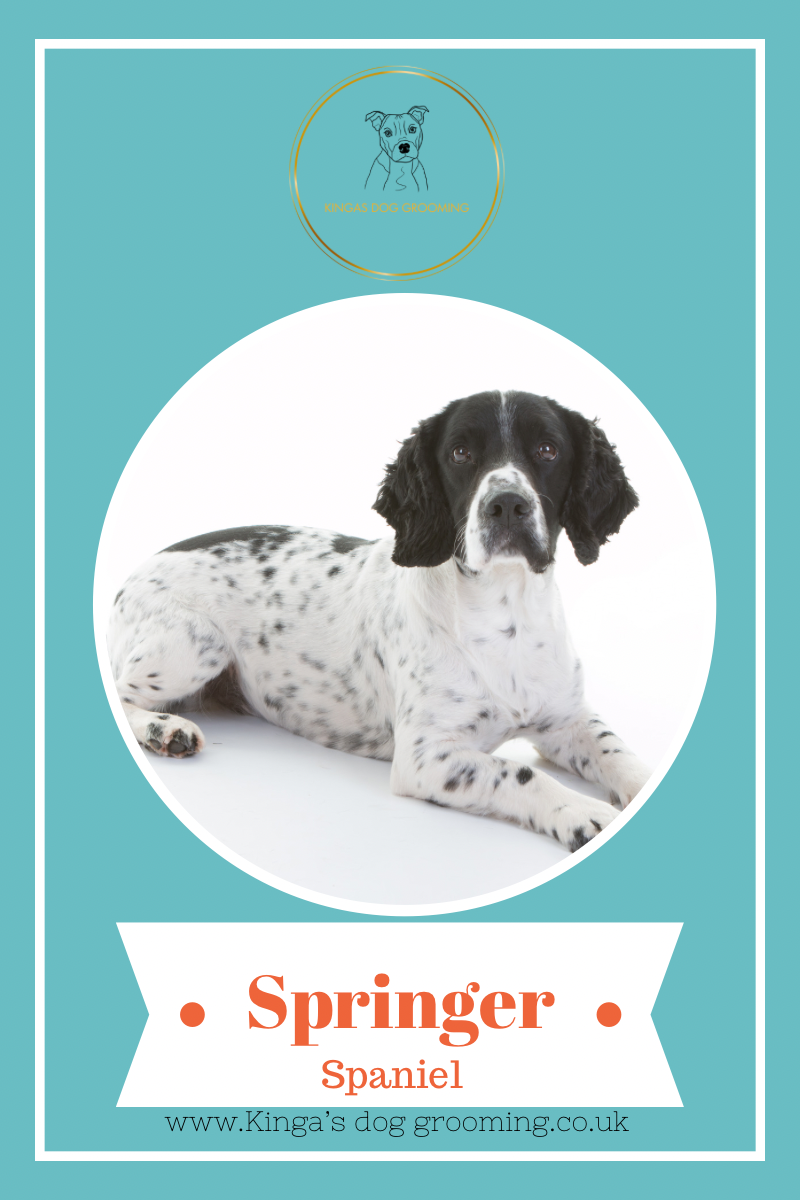 English Springer Spaniel Grooming Guide: How to